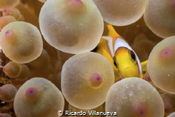 I found this little guy alone in the anemone, I tought as... by Ricardo Villanueva 
